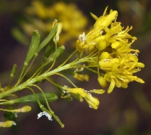 Isatis tinctoria