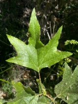 Platanus racemosa