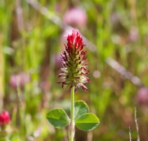 Trifolium incarnatum
