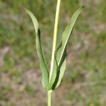 Penstemon rydbergii