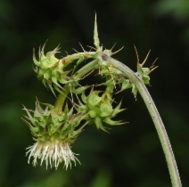 Cirsium fontinale var. campylon