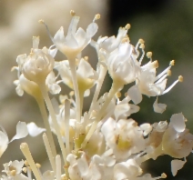 Ceanothus velutinus var. hookeri