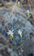 Minuartia stolonifera