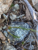 Minuartia stolonifera