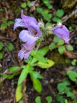 Penstemon rattanii
