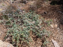 Ceanothus Xarcuatus