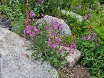 Epilobium angustifolium