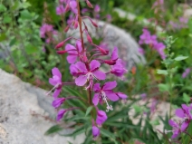 Chamerion angustifolium - Calflora