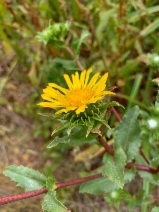 Grindelia stricta var. angustifolia