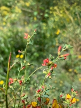 Acmispon junceus var. bioletti