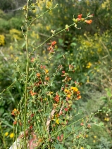 Acmispon junceus var. biolettii