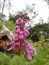 Stachys chamissonis