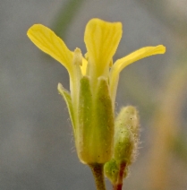 Sisymbrium orientale