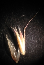 Arrhenatherum elatius