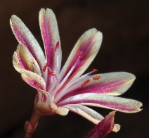 Lewisia cotyledon var. cotyledon