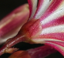 Lewisia cotyledon var. cotyledon