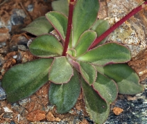 Lewisia cotyledon var. cotyledon