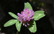 Trifolium pratense