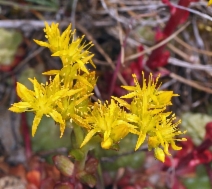 Sedum spathulifolium