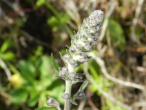 Delphinium californicum ssp. californicum