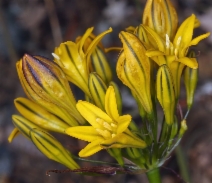 Triteleia crocea