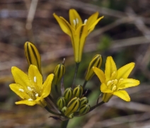 Triteleia crocea