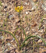 Triteleia crocea