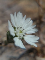 Hemizonia congesta ssp. congesta
