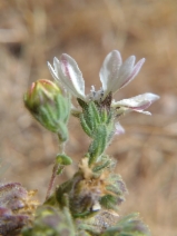Hemizonia congesta ssp. congesta