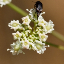 Perideridia gairdneri ssp. gairdneri
