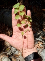 Drymocallis glandulosa var. glandulosa