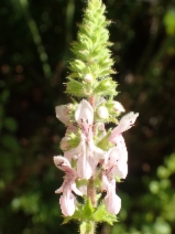 Stachys stebbinsii