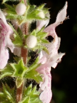 Stachys stebbinsii