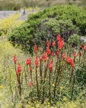 Kniphofia uvaria