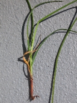 Schoenoplectus pungens var. badius