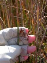 Juncus lescurii