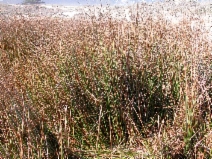 Juncus lescurii