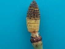 Equisetum laevigatum