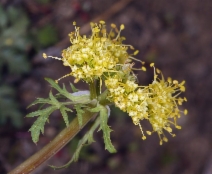 Sanicula graveolens