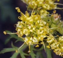 Sanicula graveolens