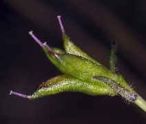 Delphinium decorum