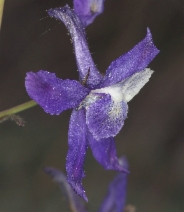 Delphinium decorum ssp. tracyi