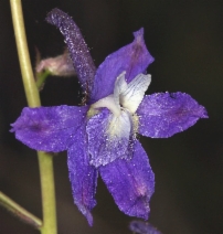 Delphinium decorum ssp. tracyi