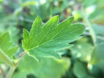 Phacelia bolanderi