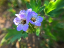 Phacelia bolanderi