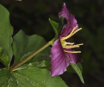 Trillium ovatum ssp. ovatum