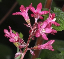 Ribes sanguineum