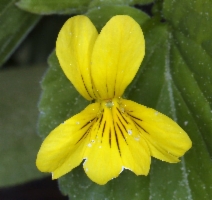 Viola sempervirens