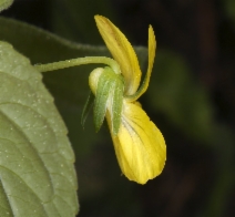 Viola sempervirens