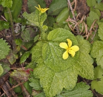 Viola sempervirens